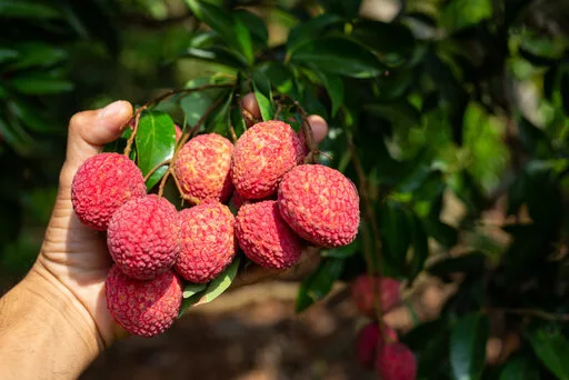 Lychee A Juicy Gem as Food