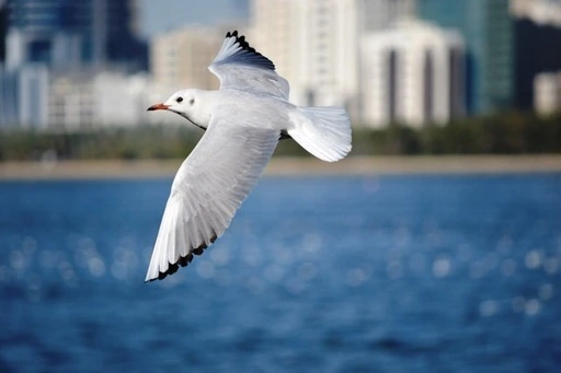 Bird Flying